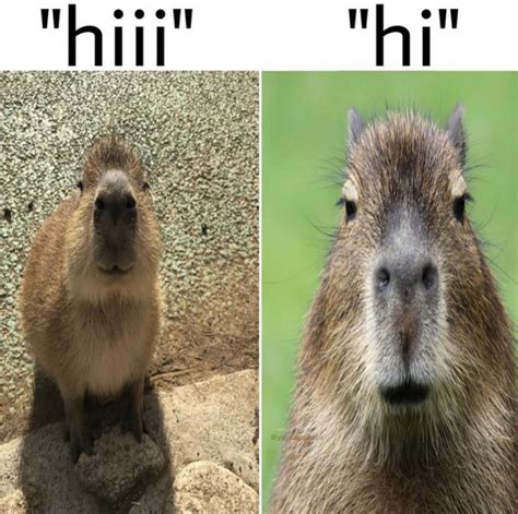 Capybara memes - Capybara memes have become an integral part of internet culture, showcasing the creativity and humor found within online communities. Users have ingeniously incorporated the Capybara TikTok Song into various humorous situations through video edits and witty captions, resulting in a plethora of side-splitting content. From capybaras grooving to the …
